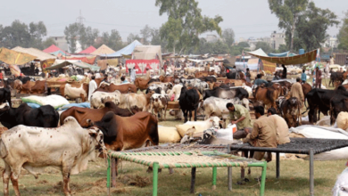 Photo of پنجاب حکومت کا قربانی کے جانوروں کے سیل پوائنٹس پر فیس نہ لینے کا فیصلہ