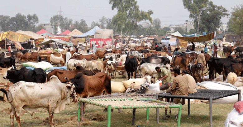 پنجاب حکومت کا قربانی کے جانوروں کےسیل پوائنٹس پرفیس نہ لینے کا فیصلہ